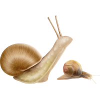 Snails PNG Category