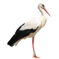 Stork PNG pack preview