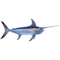 Swordfish PNG Category