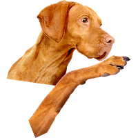 Vizsla PNG Category