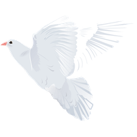 White Dove PNG Category