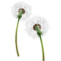 Dandelion PNG Category