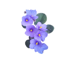 Viola PNG Category