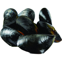 Mussel PNG Category