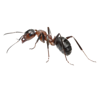 Ants PNG Category