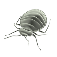 Bed Bug PNG Category