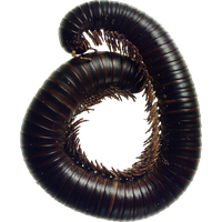 Centipede PNG Category