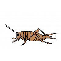 Cricket Insect PNG Category
