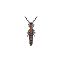 Earwig PNG Category