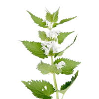 Nettle Category