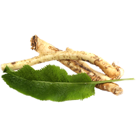 Horseradish PNG Category