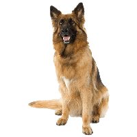 Dog PNG Category