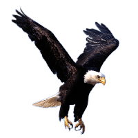 Eagle Image