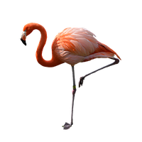 Flamingo PNG Category