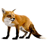 Fox Image