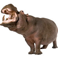 Hippopotamus Image