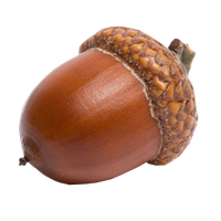 Acorn PNG Category