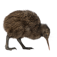 Kiwi Bird PNG Category