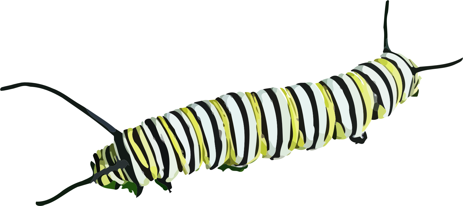 Caterpillar Png File PNG Image