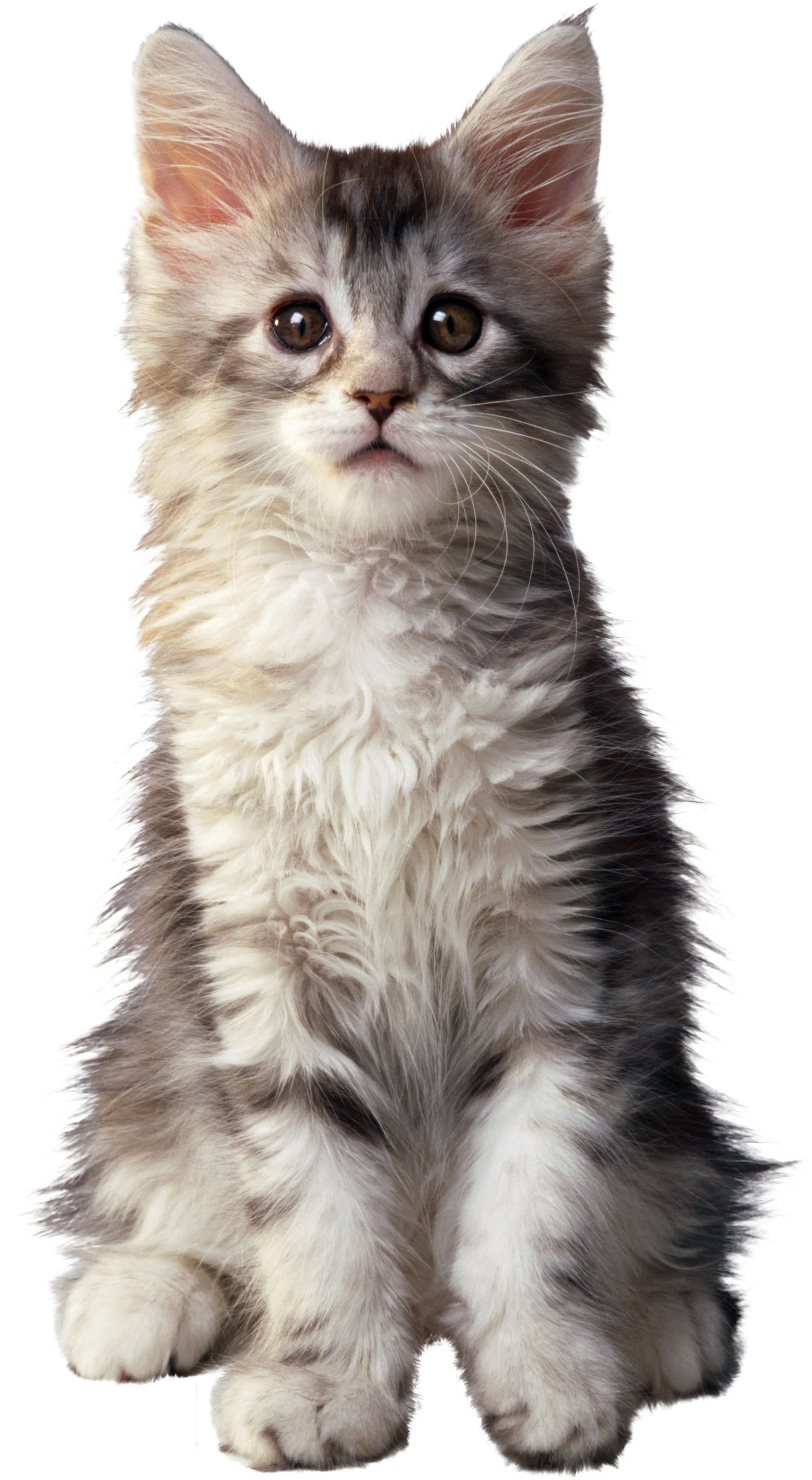 Cat Transparent PNG Image