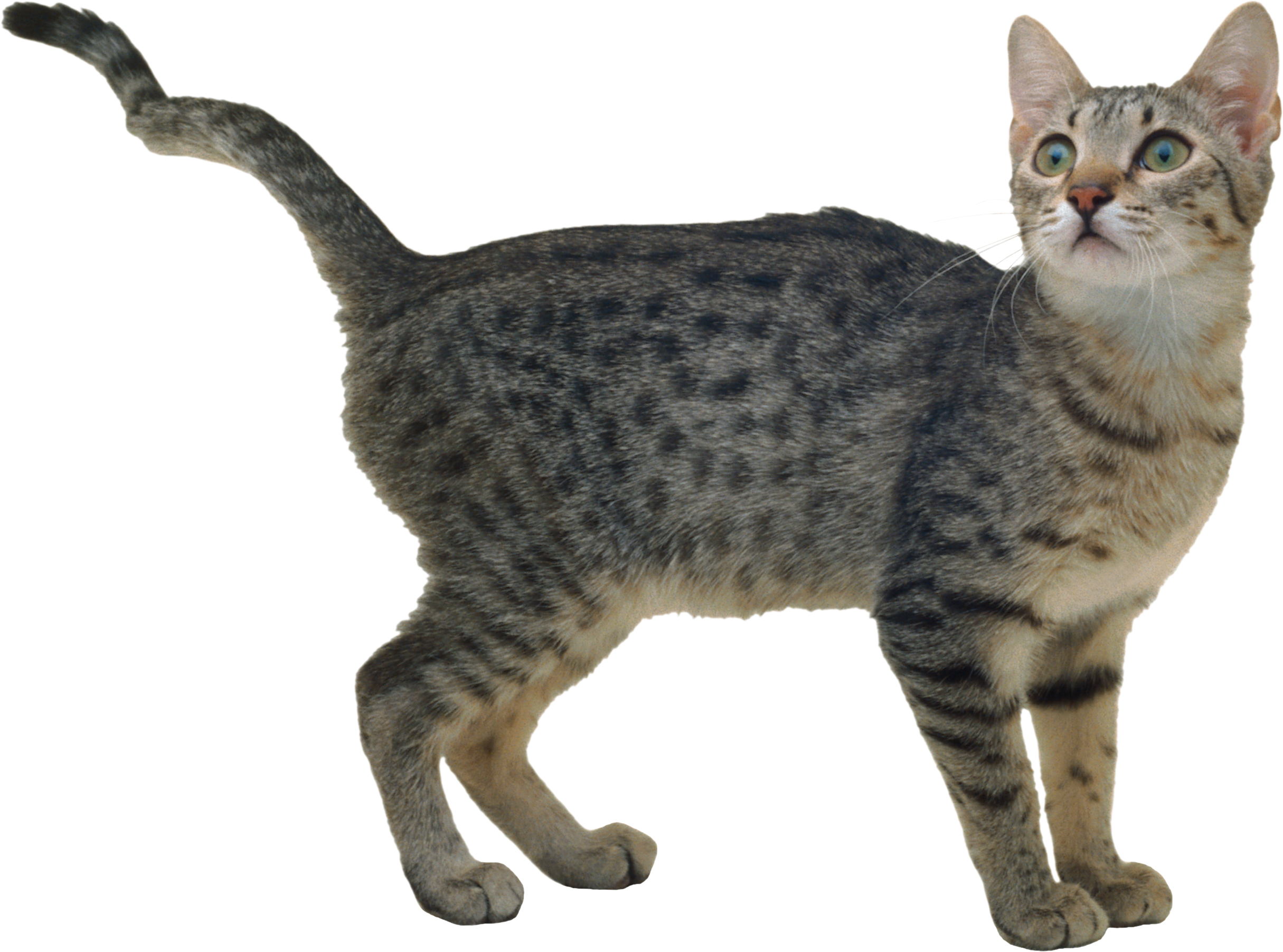 Cat Transparent PNG Image