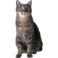 Cat PNG