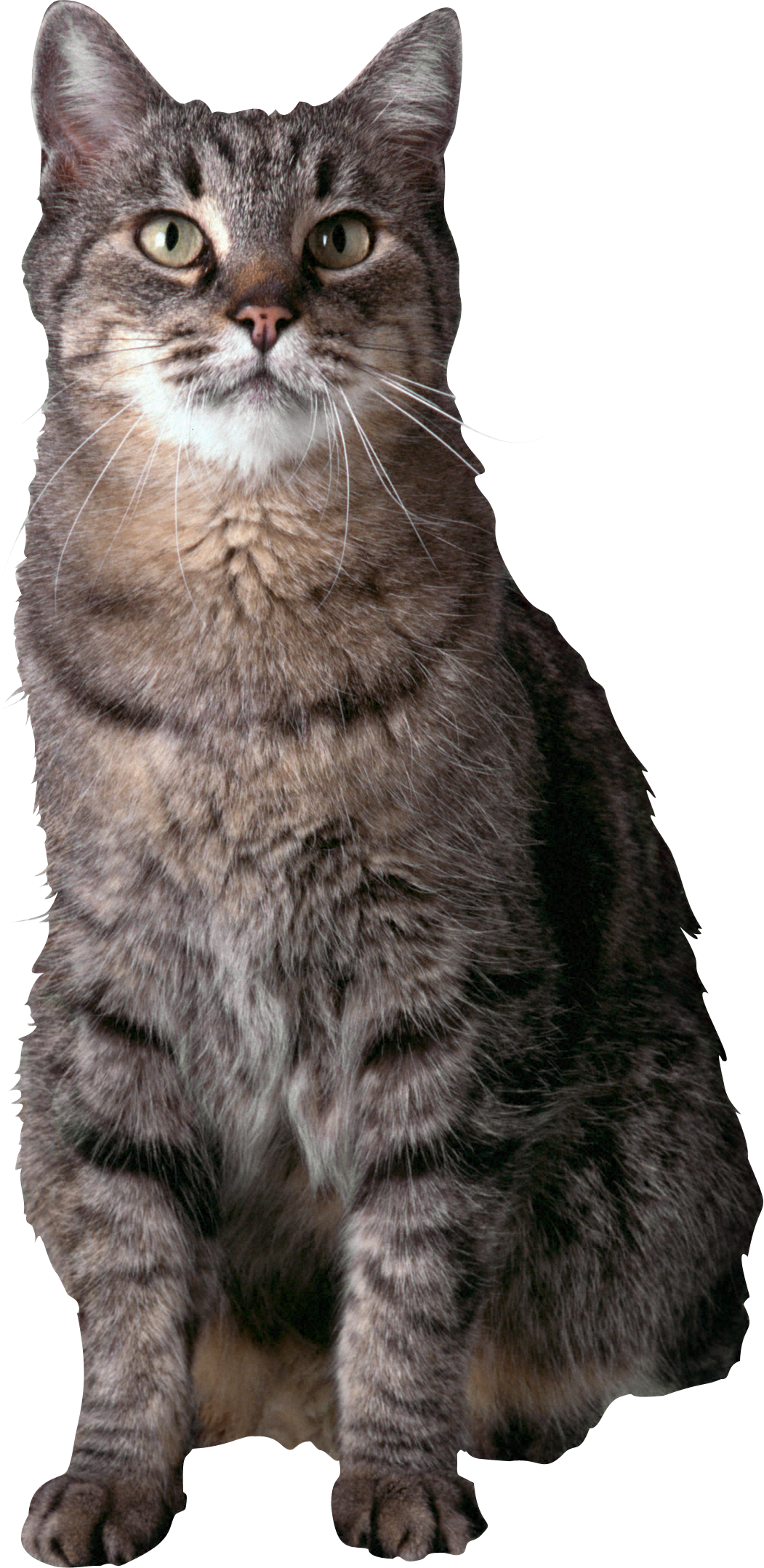 Cat Transparent PNG Image