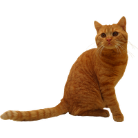 Cat PNG