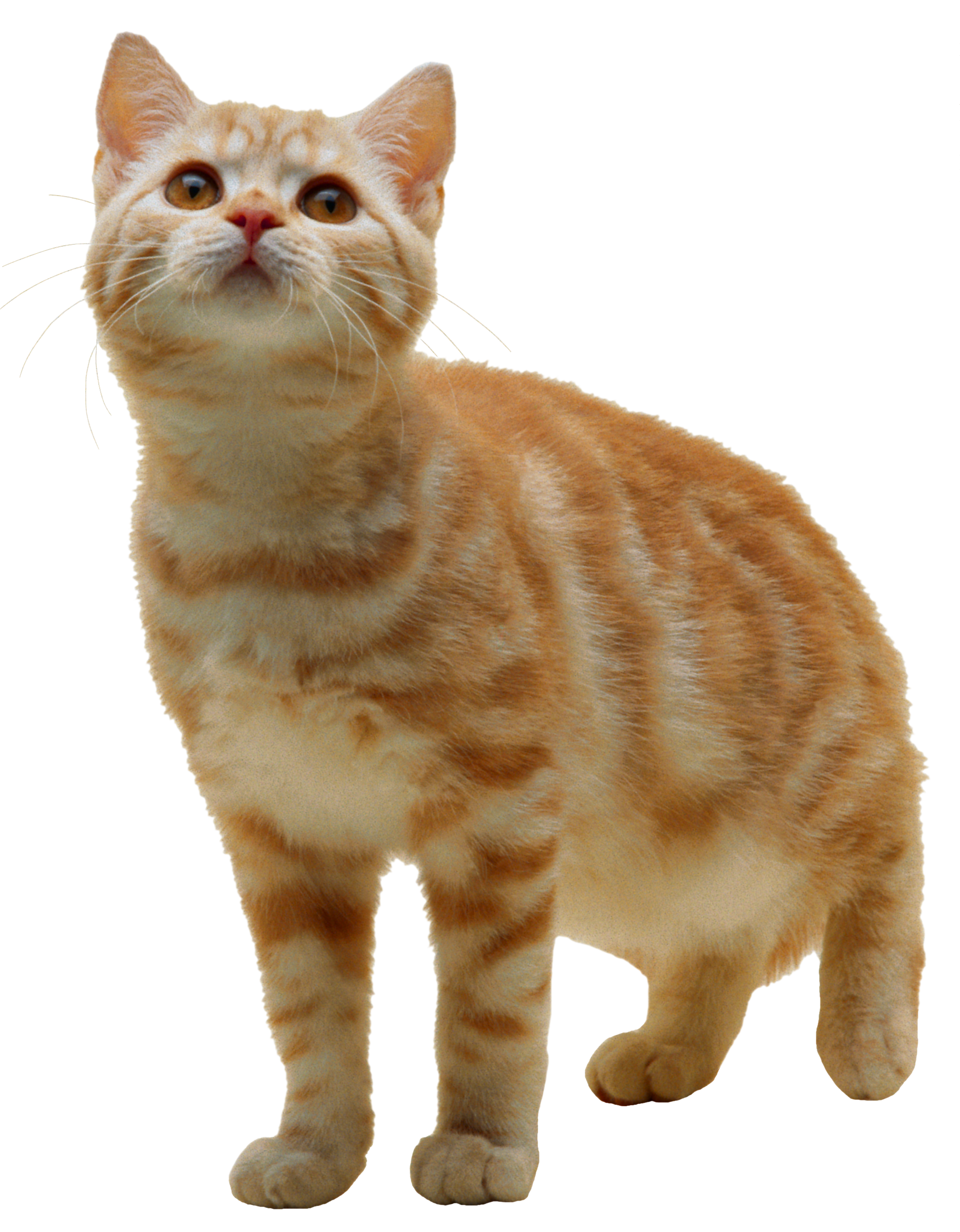 Cat Transparent PNG Image