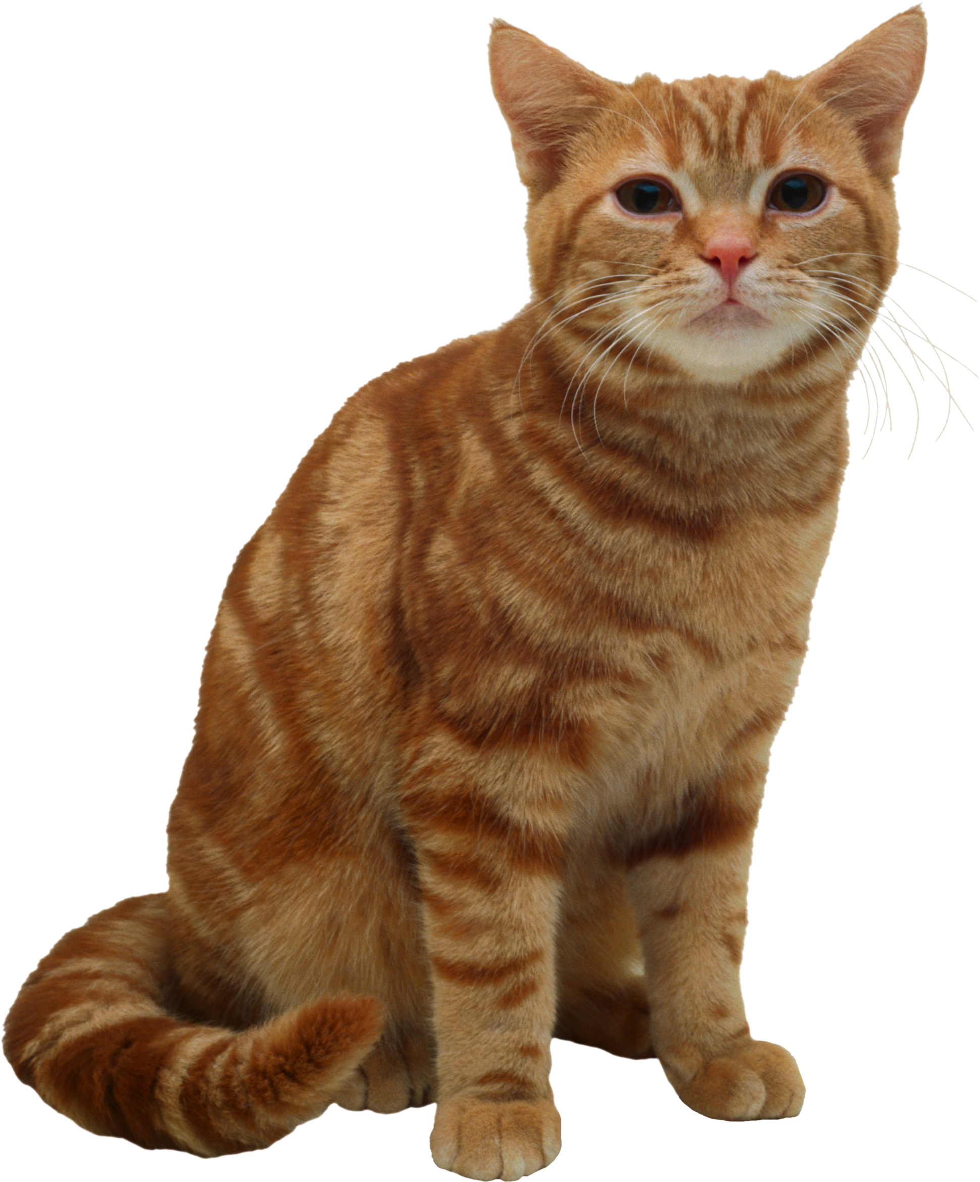 Cat Transparent PNG Image