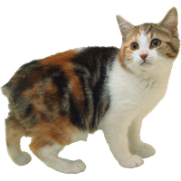 Cat PNG
