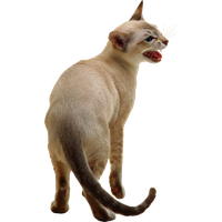 Cat meow PNG