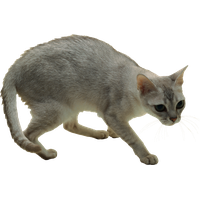 Cat PNG