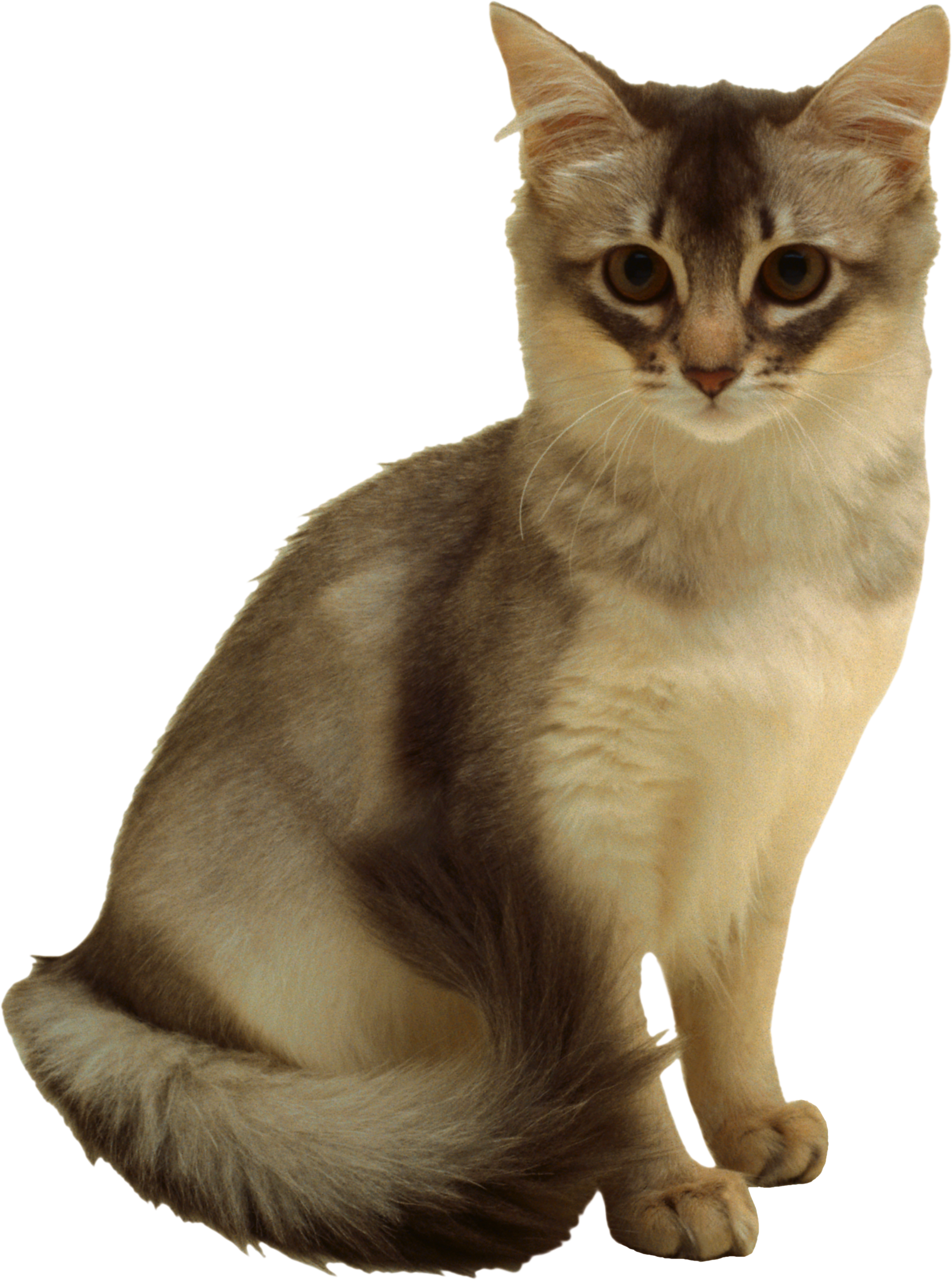 Cat Transparent PNG Image