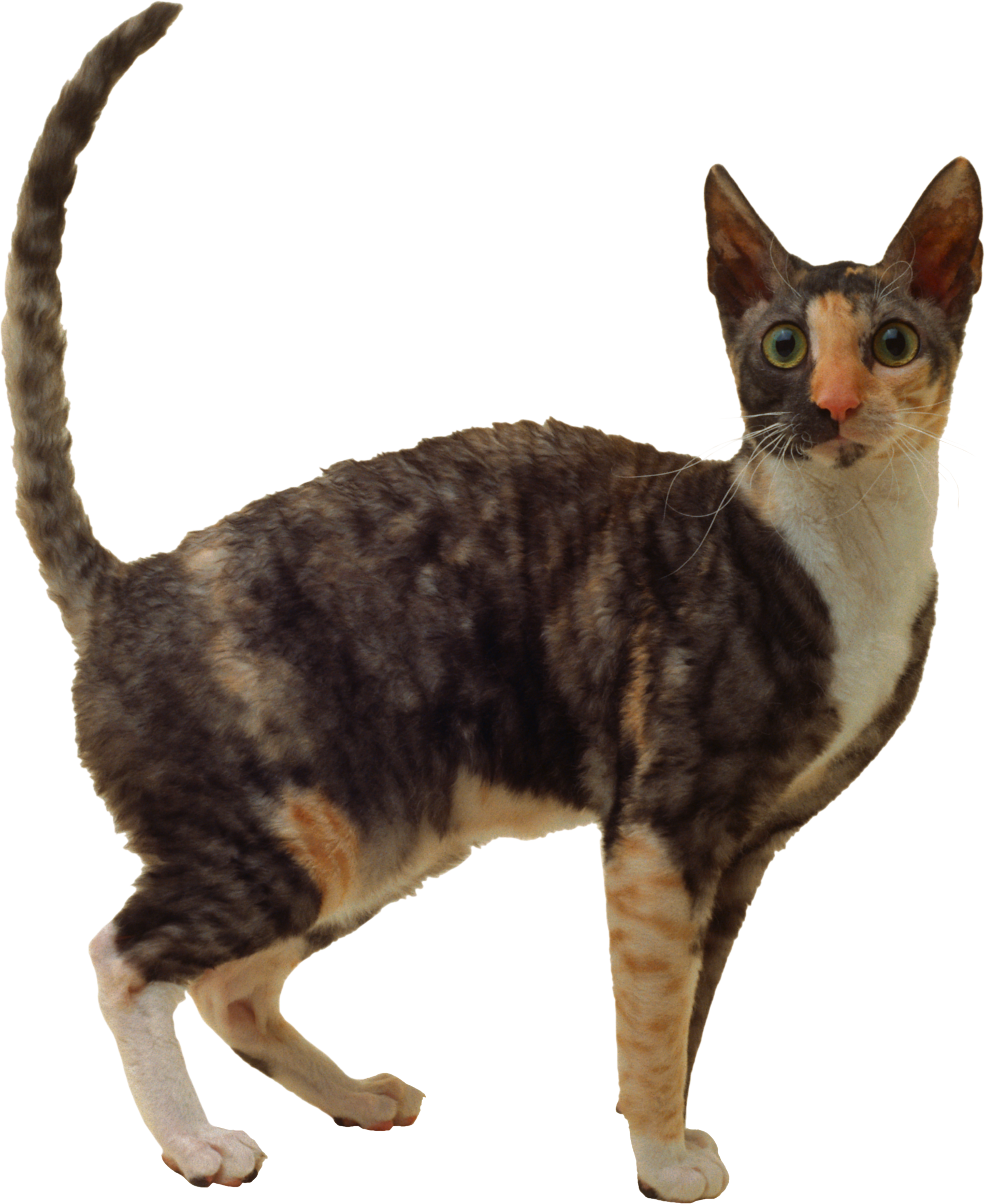 Cat Transparent PNG Image