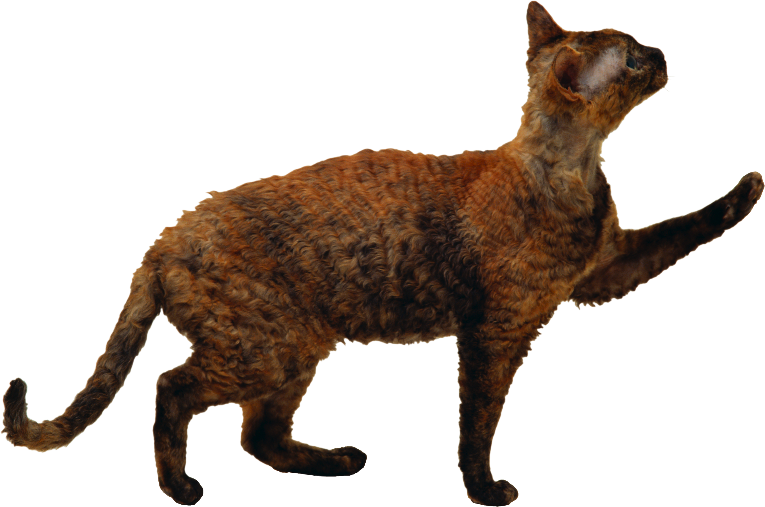 Cat Transparent PNG Image