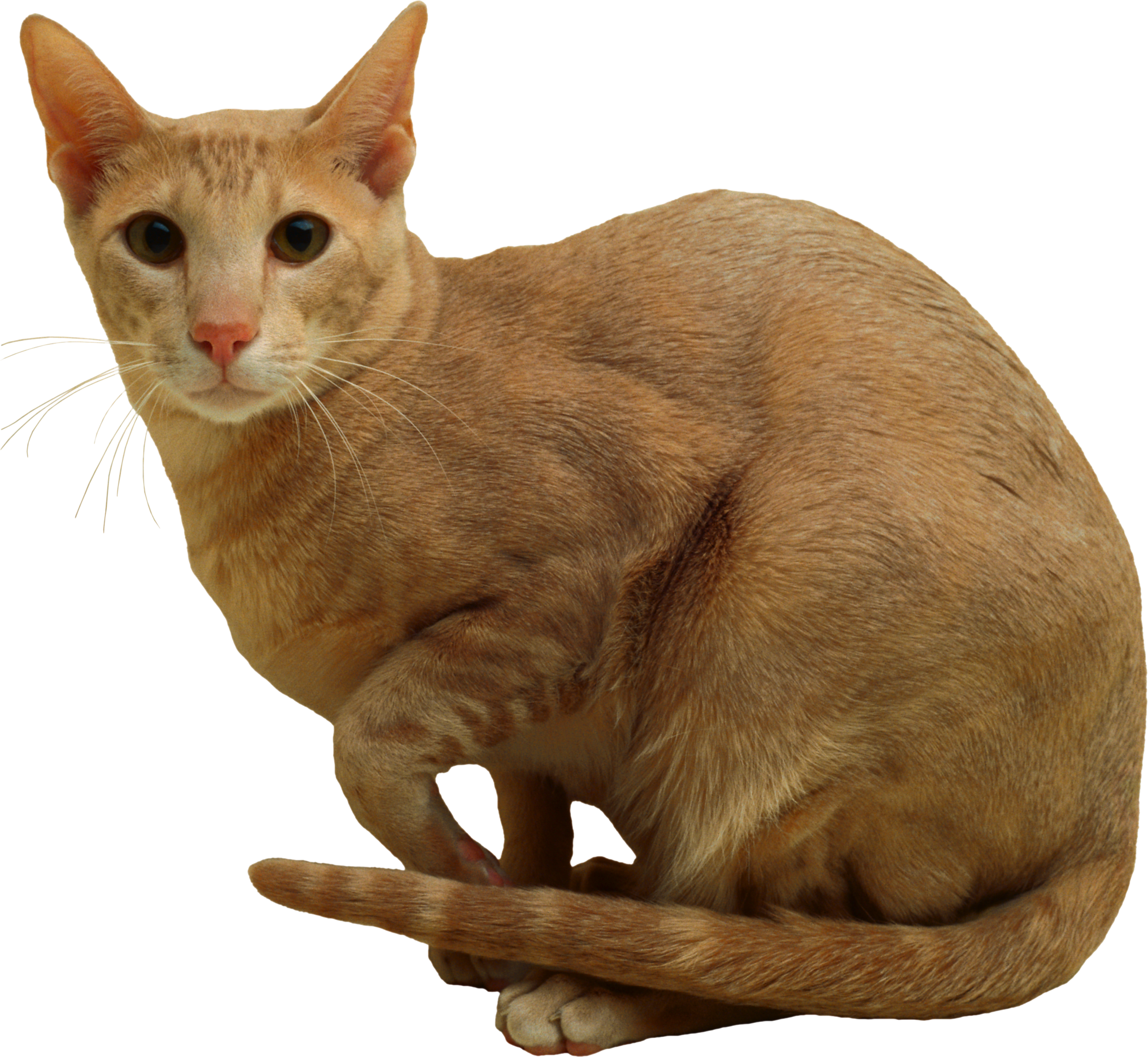Cat Transparent PNG Image