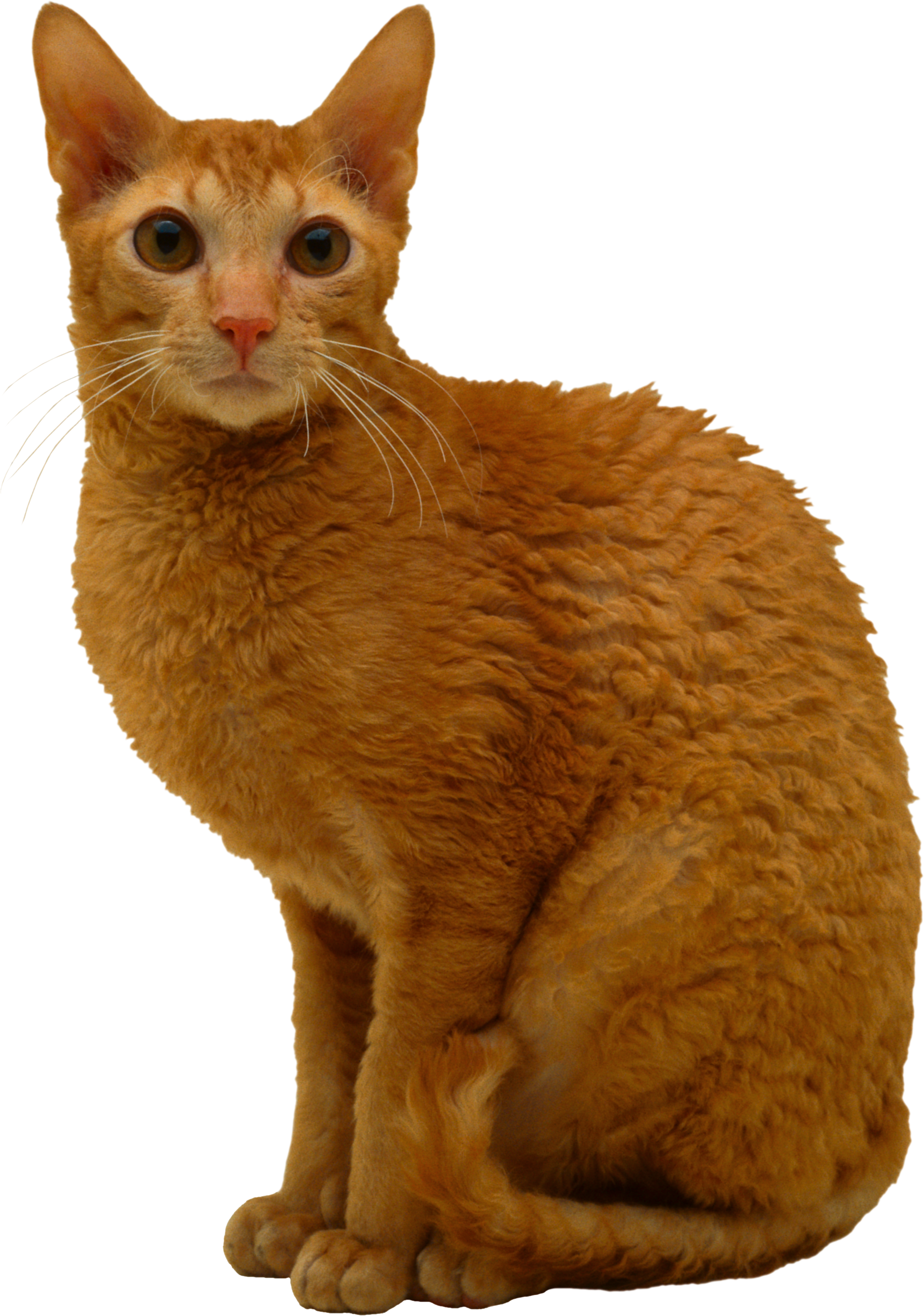 Cat Transparent PNG Image