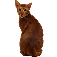Cat PNG