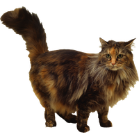 Cat PNG