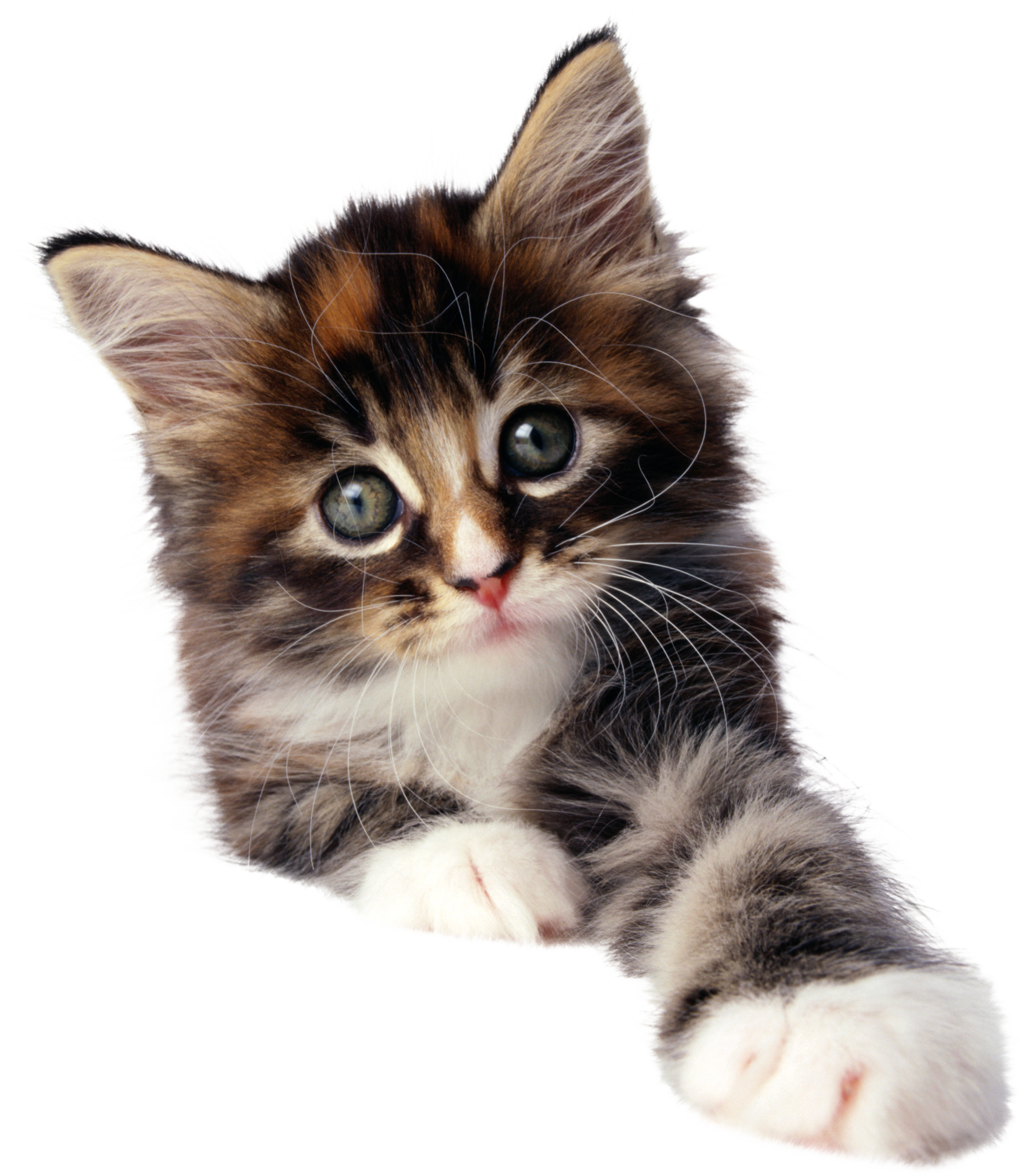 Small kitten Transparent PNG Image