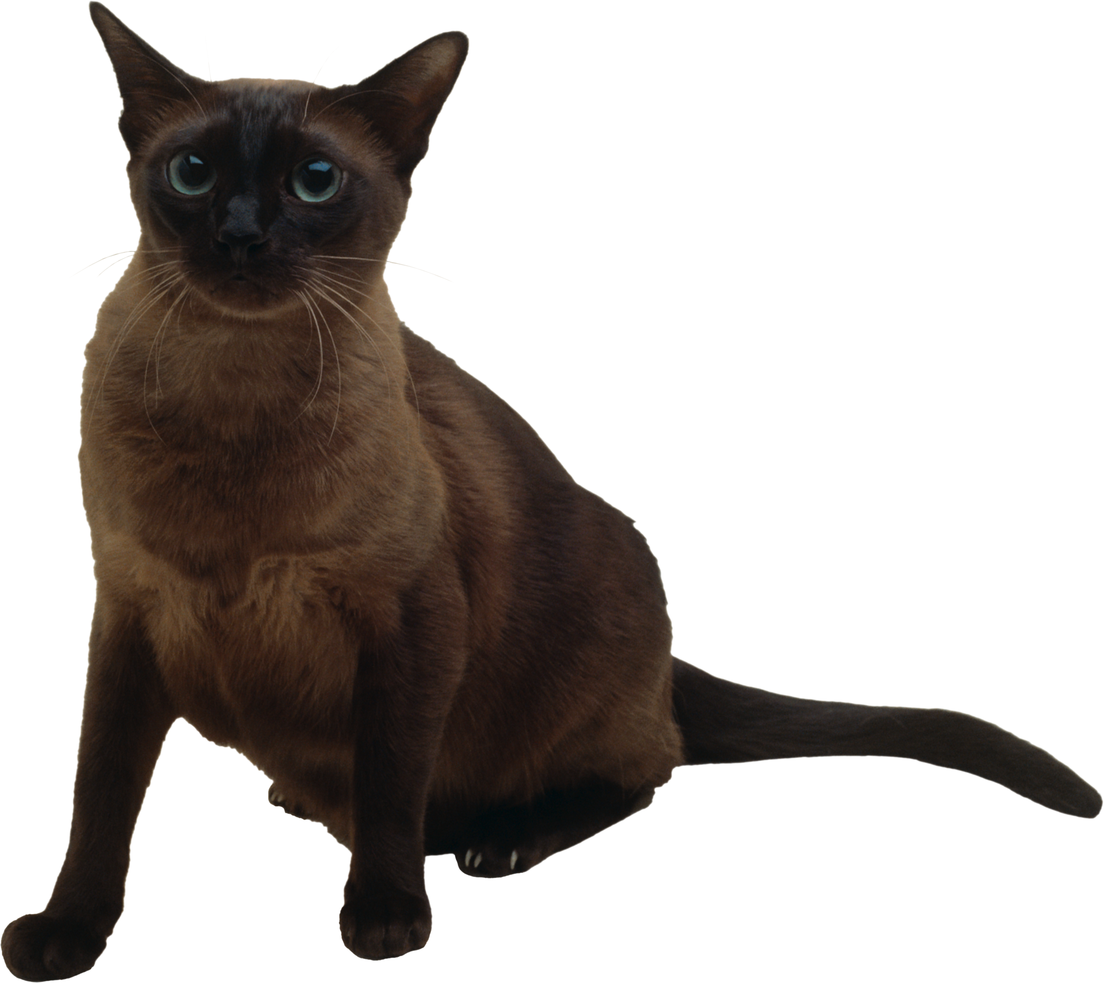 Cat Transparent PNG Image
