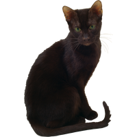 Cat Transparent PNG Image