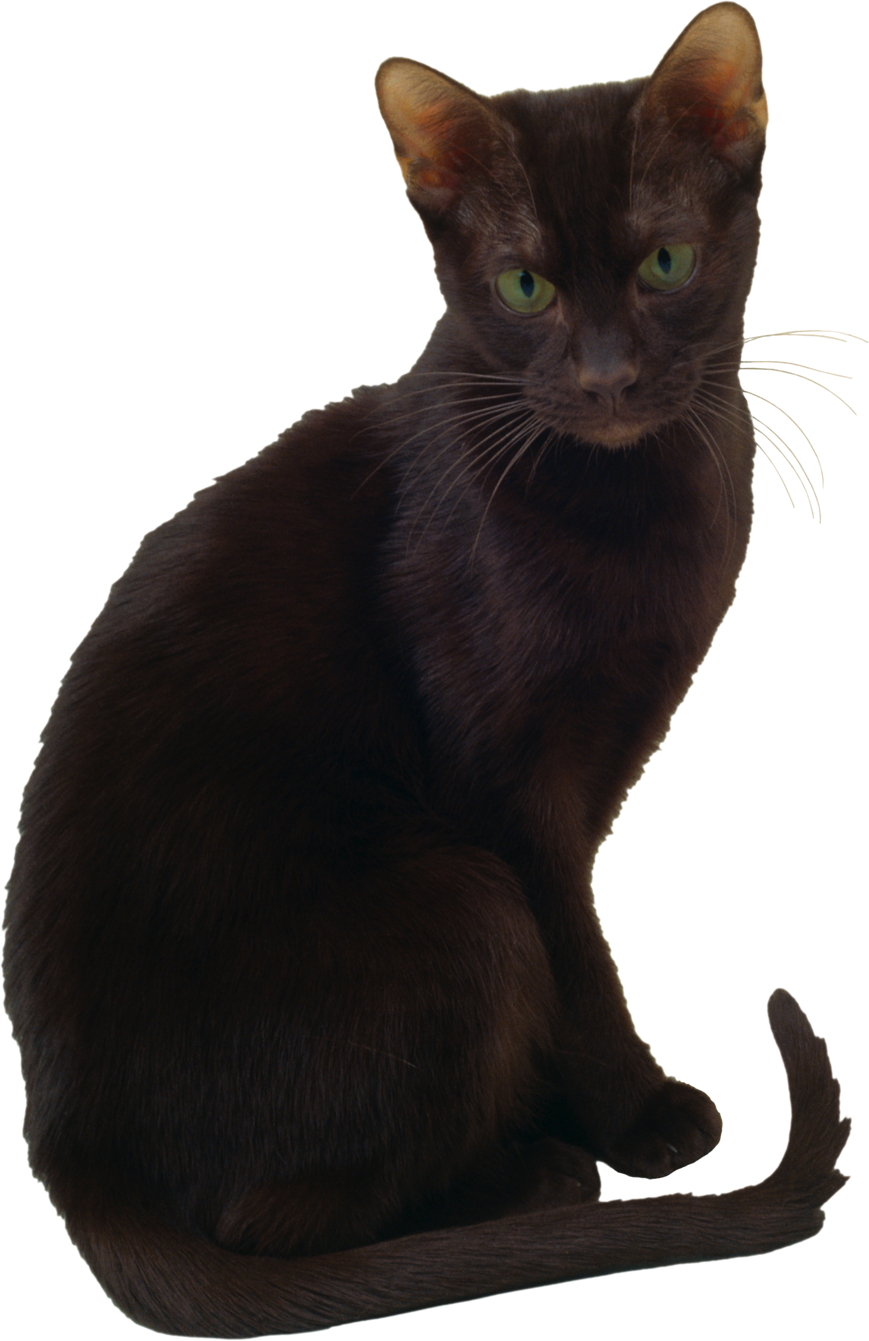 Cat Transparent PNG Image