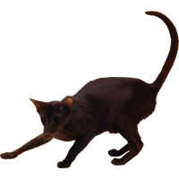 Cat PNG