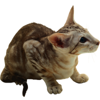 Cat PNG