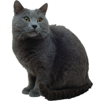 Grey Cat PNG