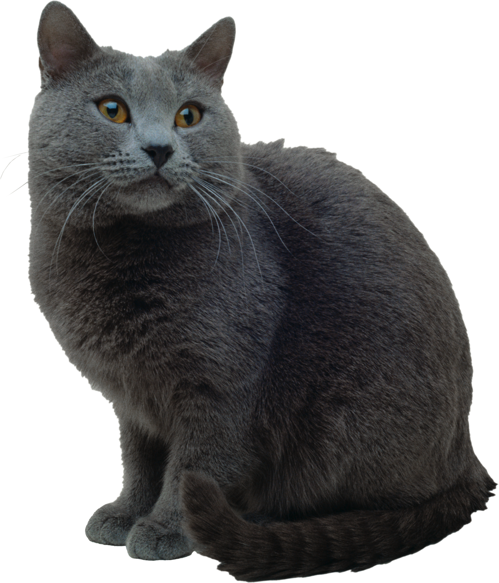 Grey Cat Transparent PNG Image