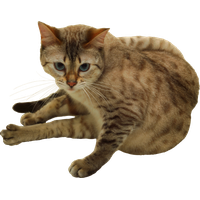 Cat PNG