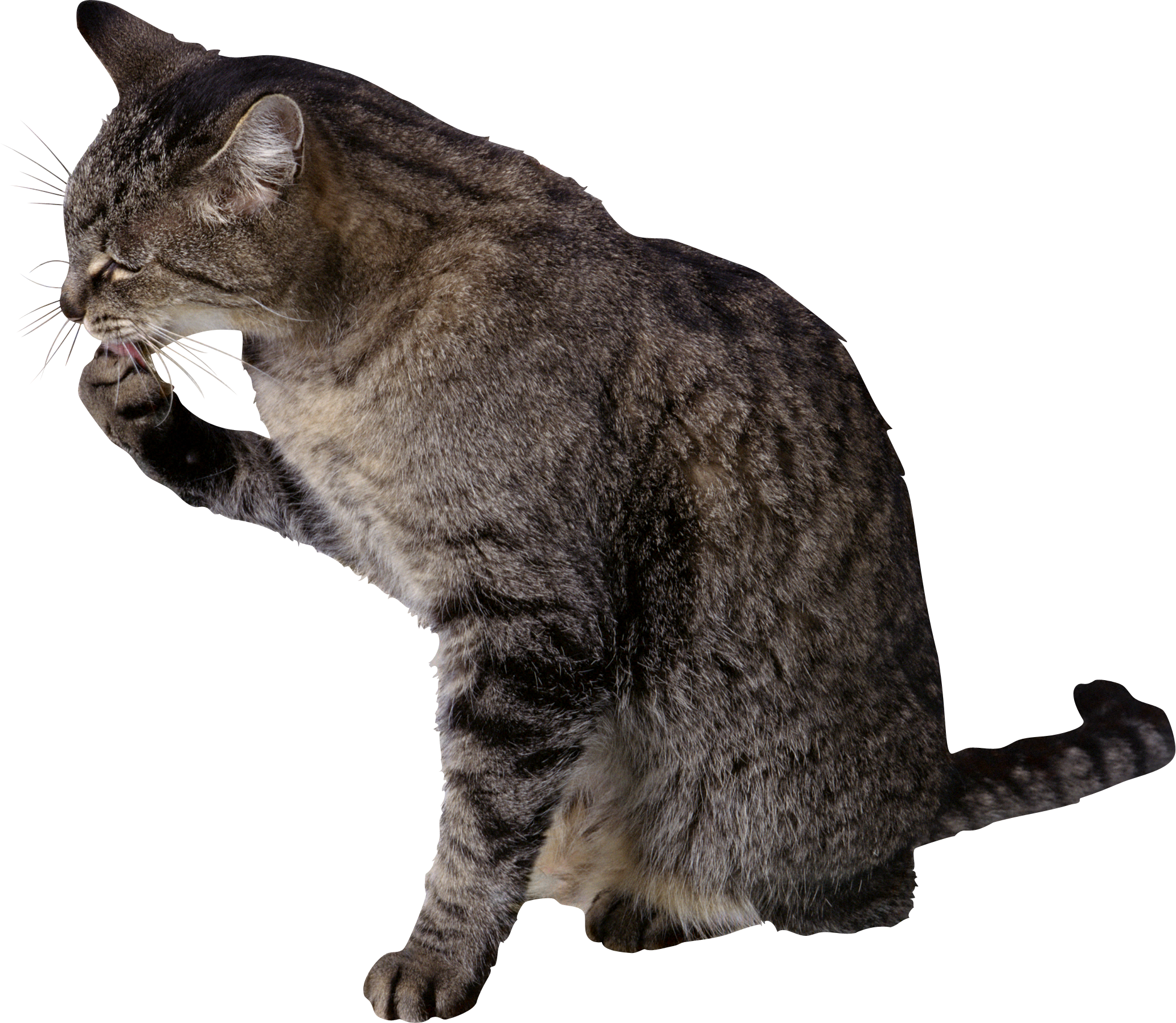 Cat washes Transparent PNG Image